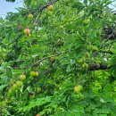 춘성농장 이미지