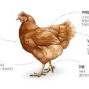 고기고기