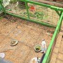 정선아기동물농장 이미지