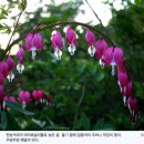 금낭화 이미지