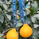 시은이네 농장 이미지