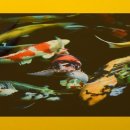 나주쌍치민물매운탕 이미지