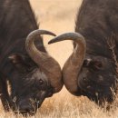 살구꽃이 피었다 / 허영숙 ​ 이미지