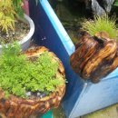 횟집아저씨 이미지