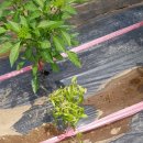 흥선농장 이미지