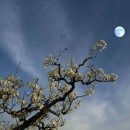 다정가 | 다정가(多情歌) – 이조년(李兆年), 한시(漢詩) 버전