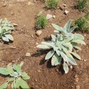 경기도 양평군 정배초등학교 이미지