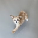 놀러오개 애견유치원 애견호텔 운정신도시점 이미지