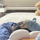 강아지 나라 이미지