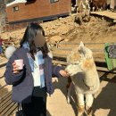 [홍천] 서울근교 여행! 좋은경치에 다양한동물들 먹이주기 체험까지 행복한 연휴보낸 알파카월드