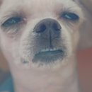 빵드모렐라 이미지