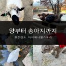 평강목장 | [포천 평강랜드] 서울 근교 나들이, 마이애니멀스토리 – 동물 가까이서 만나는 곳