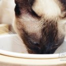 도도한 개냥이 이미지