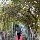 숲멍 | 인천 계양구 강아지랑 가볼 만한 곳 애견카페 다남숲멍빌리지 후기