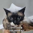 강아지풀 | 고양이도 목욕가능한 진이네강아지풀 후기