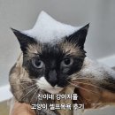 진이네 | 고양이도 목욕가능한 진이네강아지풀 후기