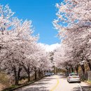 부귀리벗꽃 이미지