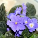 바이올렛 이미지