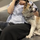 꽃길만 걷개 이미지