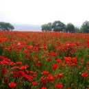 물의합창 이미지