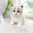 고양이샵 이미지