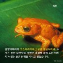 황금두꺼비 Daum카페