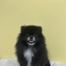 다듬, 강아지미용실 | 포메라니안 목욕 엉킨털풀기 강아지 미용실 영등포 양평동 목동 당산역 양평역