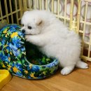 다다쌈밥 | 띄어쓰기를하지않는이유는이글을보는모든사람들의새해행복을여백없이담기위해서야 (2월 1일-22일 일상)