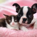 강아지와 고양이 이미지