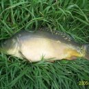 대박향어 이미지