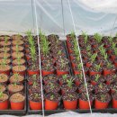 대박기원농장 이미지