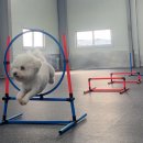 올 마스터 독 이미지