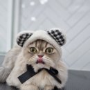 잔다냥 안산점 네이버블로그