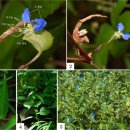 (잡초의 생존전략) 21. 축구팀을 앞서는 조직 플레이, 닭의장풀(달개비) 이미지