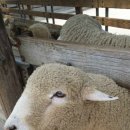 만나목장 이미지