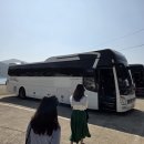 바다축제 | 거제 공곶이 수선화 바다와 꽃..수선화축제 방문 후기 주차 TIP