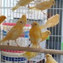 카나리아 이미지