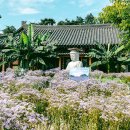 봉천사 | 10월 가볼만한곳 경북 문경 봉천사 개미취 축제 일정 입장료 및 후기