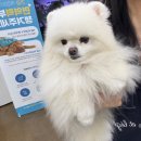 VIP동물의료센터 서초동작점 | 신세계백화점강남 포유온 fyeo 팝업스토어 / vip동물의료센터 성북 강아지 엑소좀
