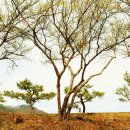 문경새재길 이미지