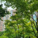 압구정-113 이미지