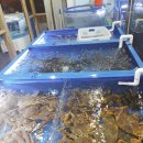 감골횟집 | 사리역횟집 소라네 감골회수산 가성비짱!