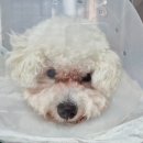 상일 쓰담쓰담 동물병원 이미지