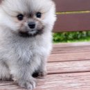 마이도그(My Dog) 이미지