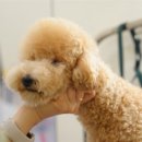 왈왈 살롱 이미지