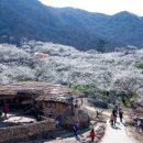 청매실농원 이미지