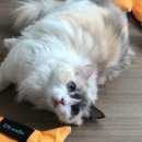 갬성천국 이미지