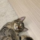 뽀끼팡팡 이미지