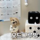 오드그루밍