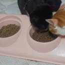 캣챱